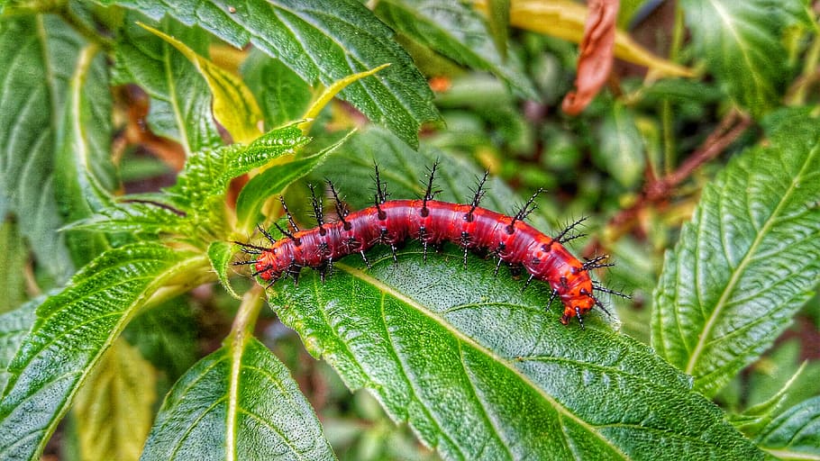 caterpillar, insect, worm, animal wildlife, animal themes, invertebrate HD wallpaper