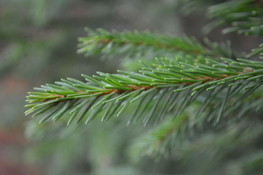 fir, autumn, branches, forest, nature, plant, tree, green color HD wallpaper