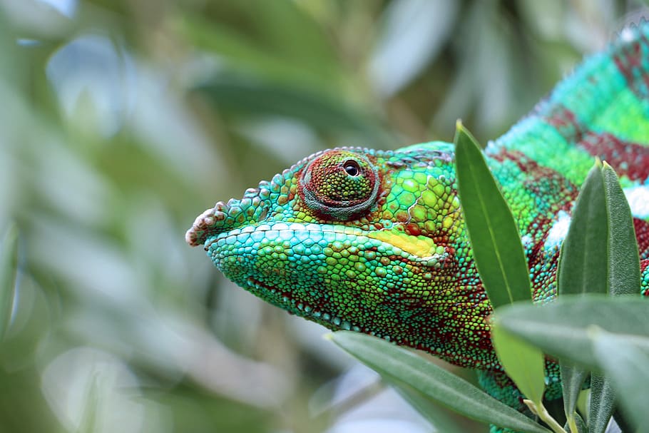 depth of field photography of chameleon, selective focus photography of green and yellow chameleon HD wallpaper
