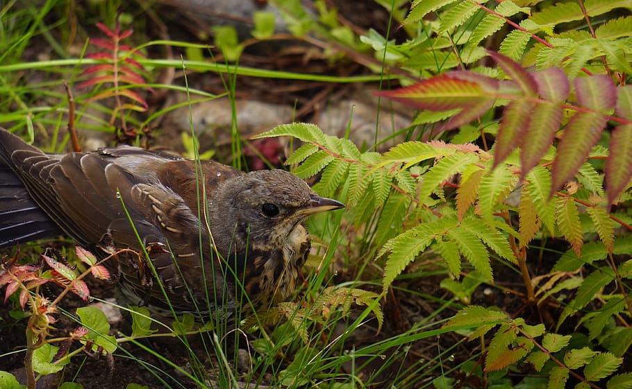 Bird, Thrush, Camouflages, young, frightened, one animal, animal themes HD wallpaper