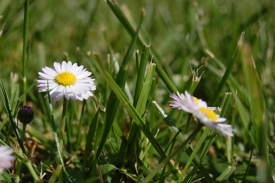 daisy, grass, white, green, spring, flower, garden, marguerite HD wallpaper