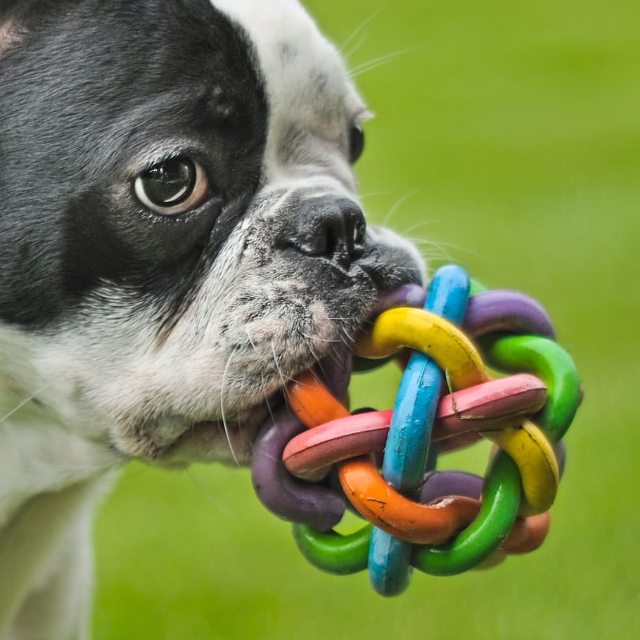 how closely related are boston terriers and french bulldogs