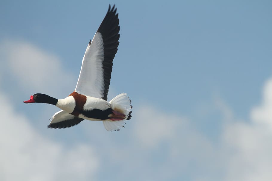 common shelduck, sky, flying, animals in the wild, animal wildlife HD wallpaper