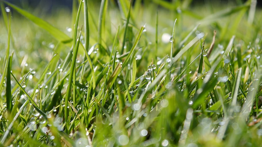 Grass, Dew, Meadow, Halme, Nature, green, growth, green color HD wallpaper