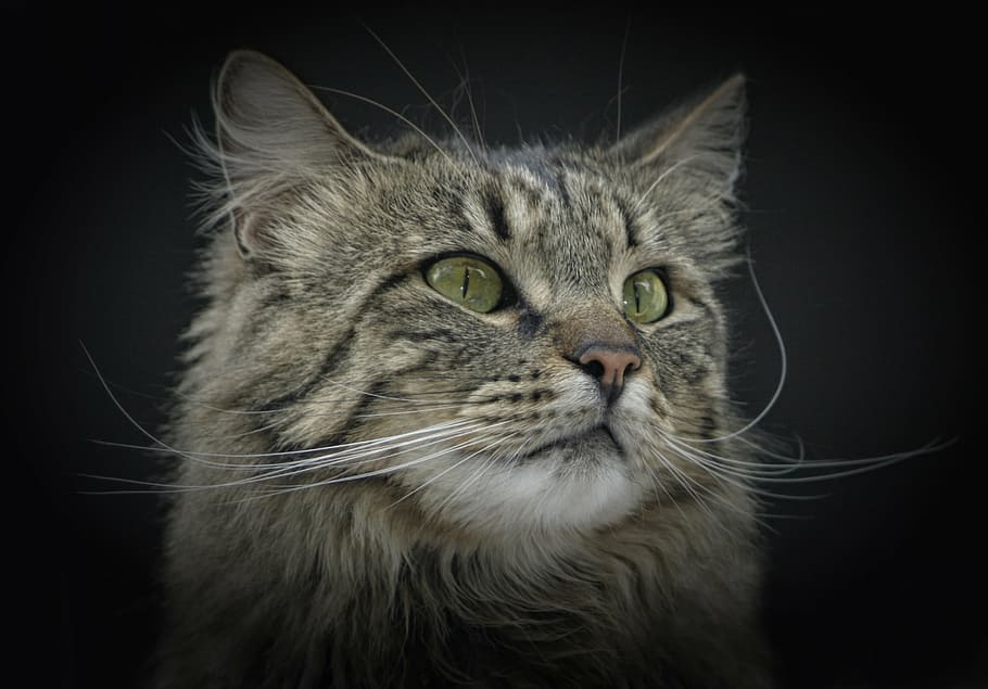 close-up photo of grey tabby kitten, cat, norwegian forest cat