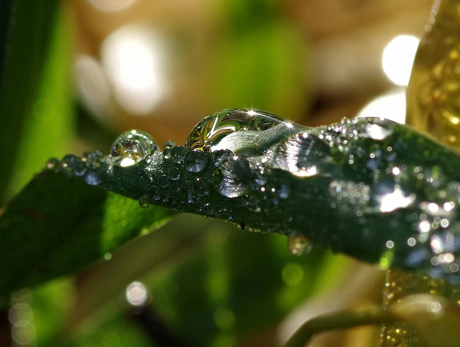 rosa, drops, grass, water, wet, droplets, nature, dew drops HD wallpaper