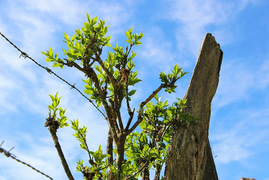 spring, barbed wire, growth, plant, sky, tree, low angle view HD wallpaper