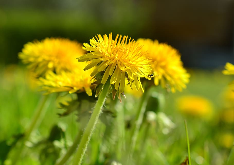 dandelion, meadow, yellow, spring, flower, plant, pointed flower HD wallpaper