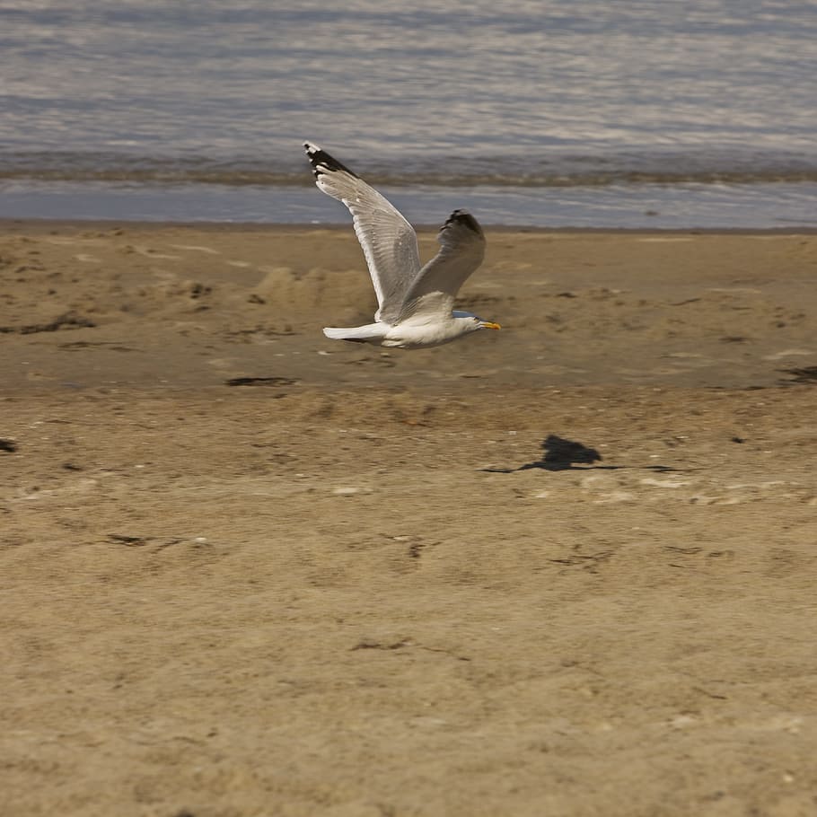 Seagull, Flight, Sand, Beach, Bird, animal, sand beach, holiday HD wallpaper