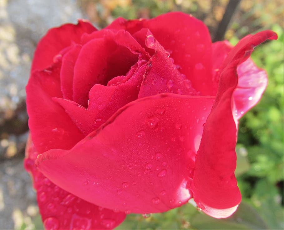 flower, rose, rain, flowering plant, petal, fragility, beauty in nature HD wallpaper