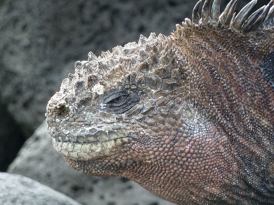sea ​​lizard, galapagos, iguana, water, close, head, reptile HD wallpaper