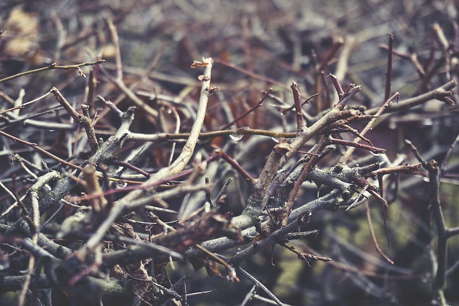 branches, twigs, waterdrops, wet, plant, tree, focus on foreground HD wallpaper