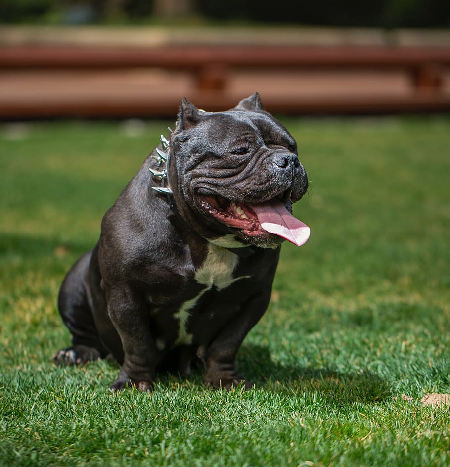 HD wallpaper: black Pitbull terrier sitting on grass field, bully dog, love  the dog | Wallpaper Flare