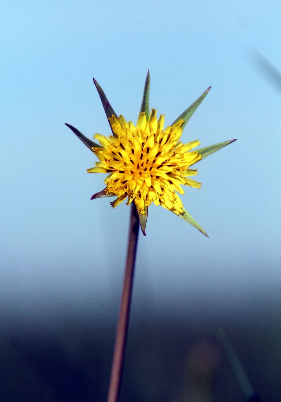 flower, yellow, sky, blue, nature, spring, petals, flowering plant HD wallpaper