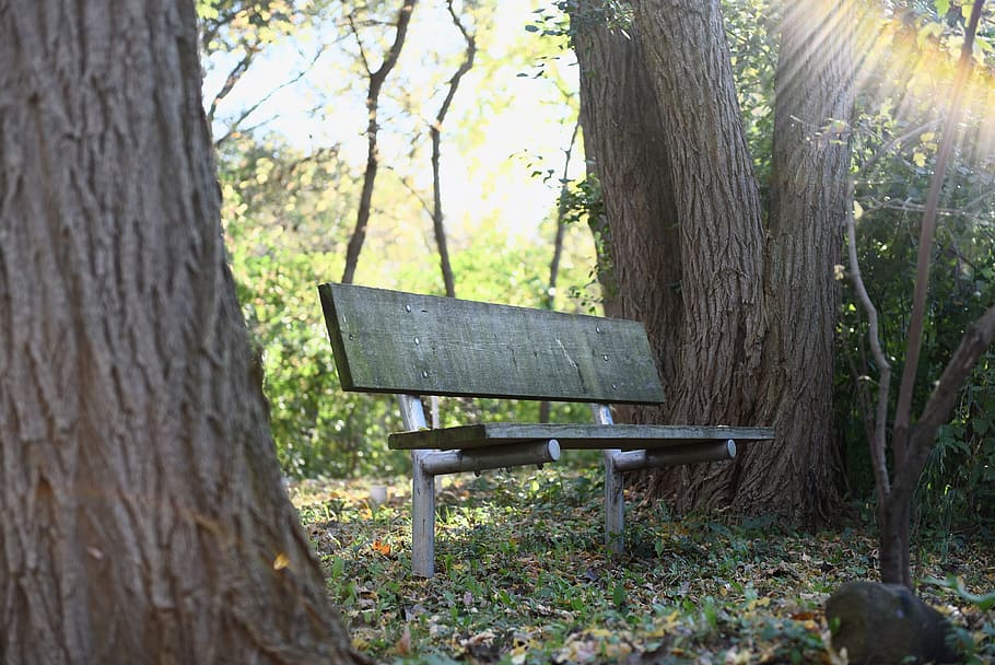 wood, bench, forest, trees, grass, wooden, plant, tree trunk HD wallpaper