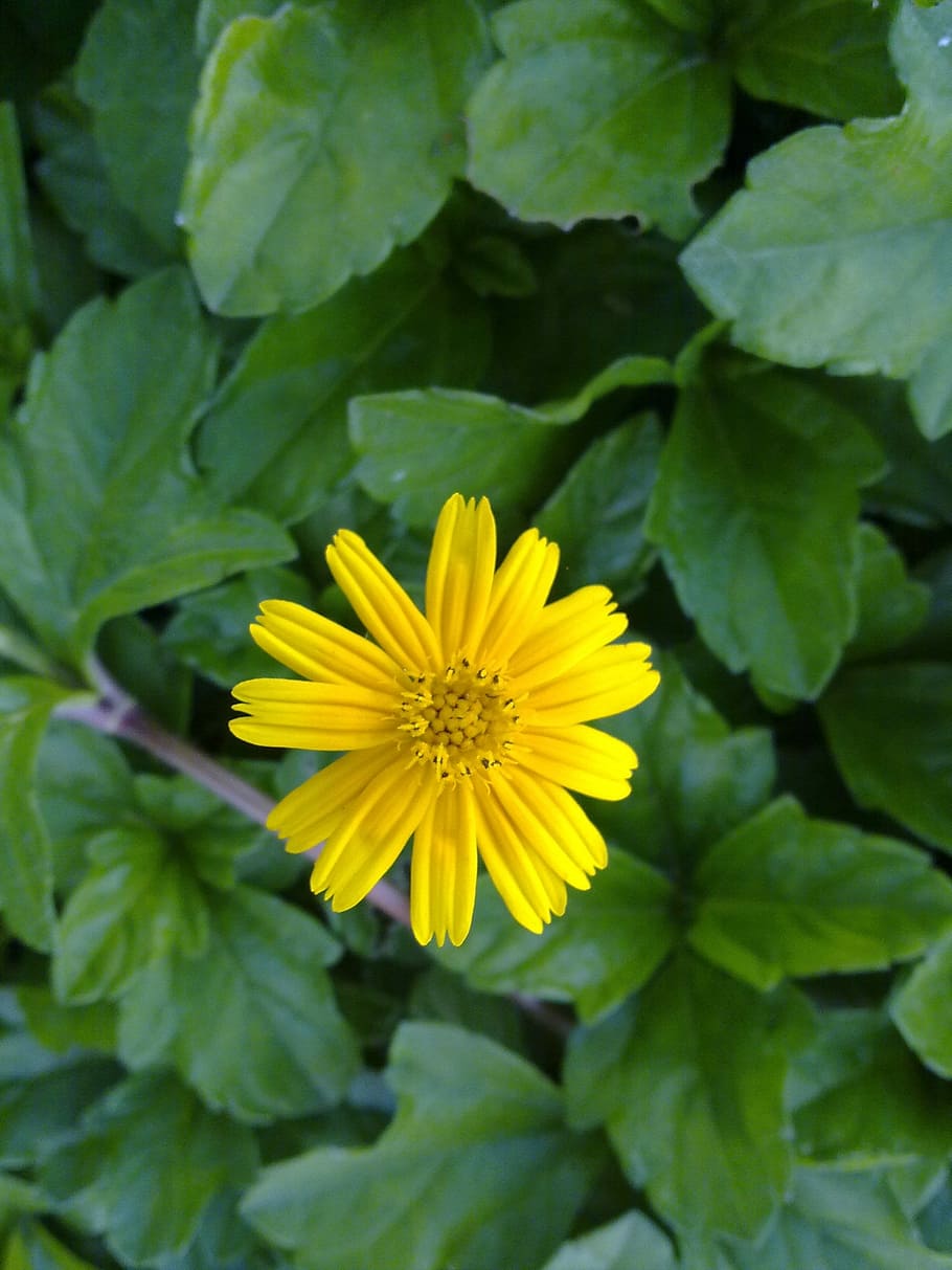 nature, flora, summer, leaf, flower, garden, outdoors, closeup HD wallpaper