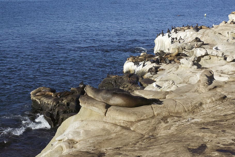 seals, sea lions, ocean, wildlife, brown, blue, marine, aquatic