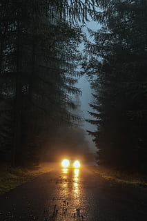 car driving in foggy forest during nighttime, car between trees near building HD wallpaper