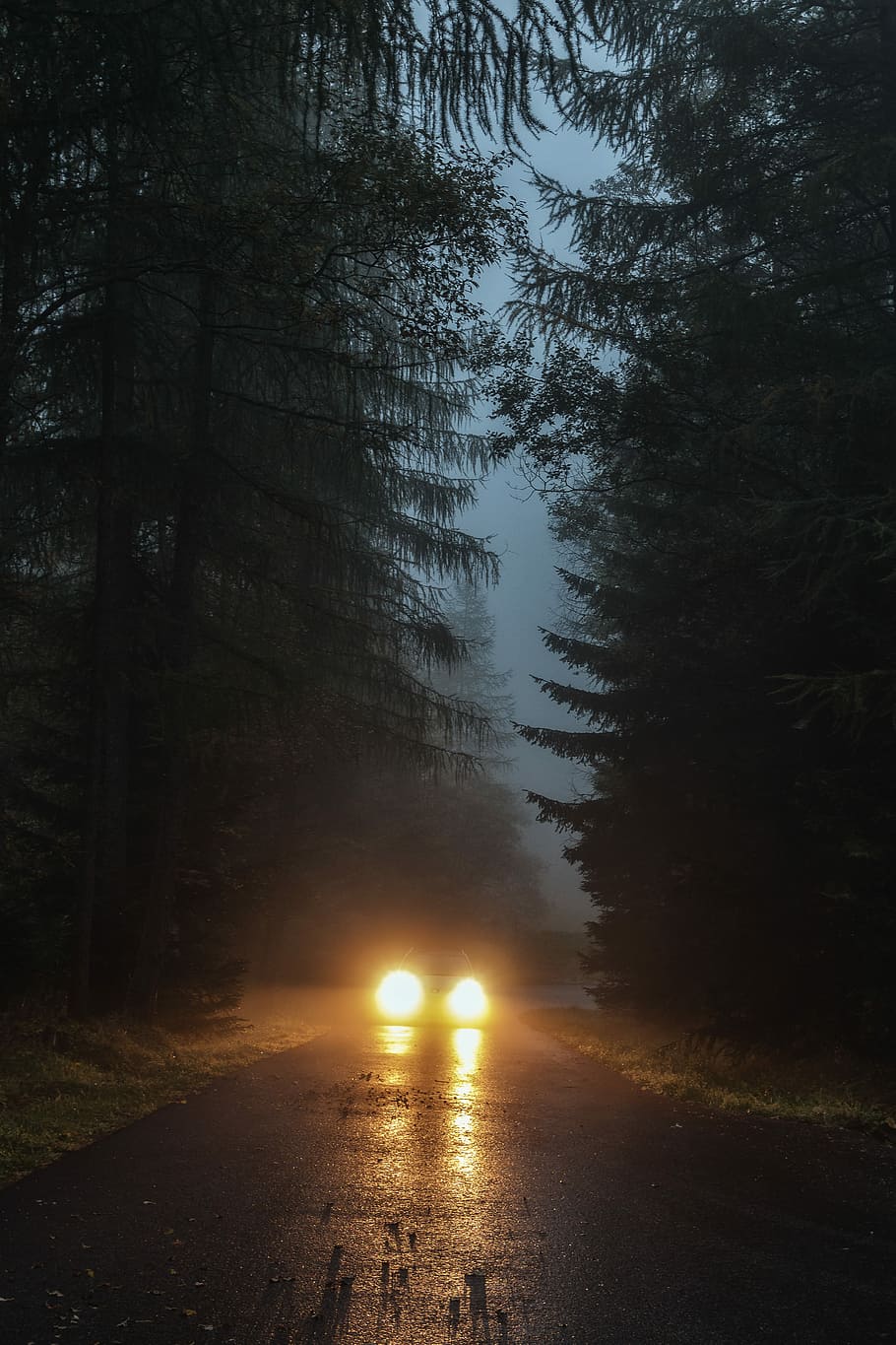 car driving in foggy forest during nighttime, car between trees near building HD wallpaper