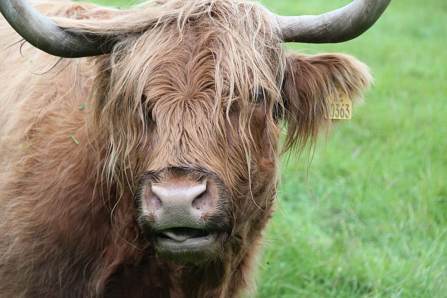 brown yak, Beef, Scottish, Animal, scottish hochlandrind, scotland, HD wallpaper