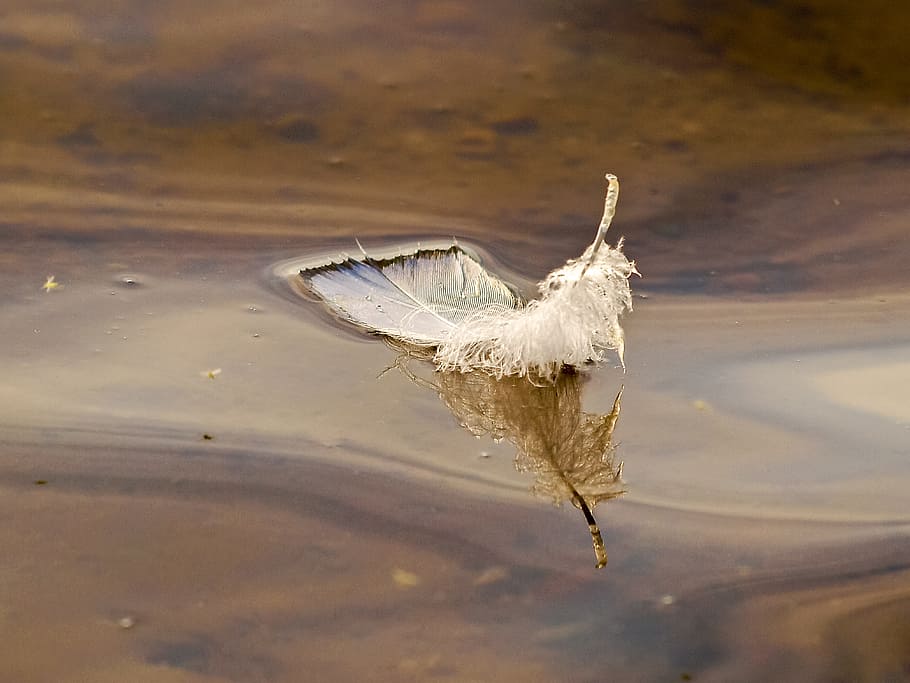 feather, water, nature, no people, close-up, day, reflection HD wallpaper