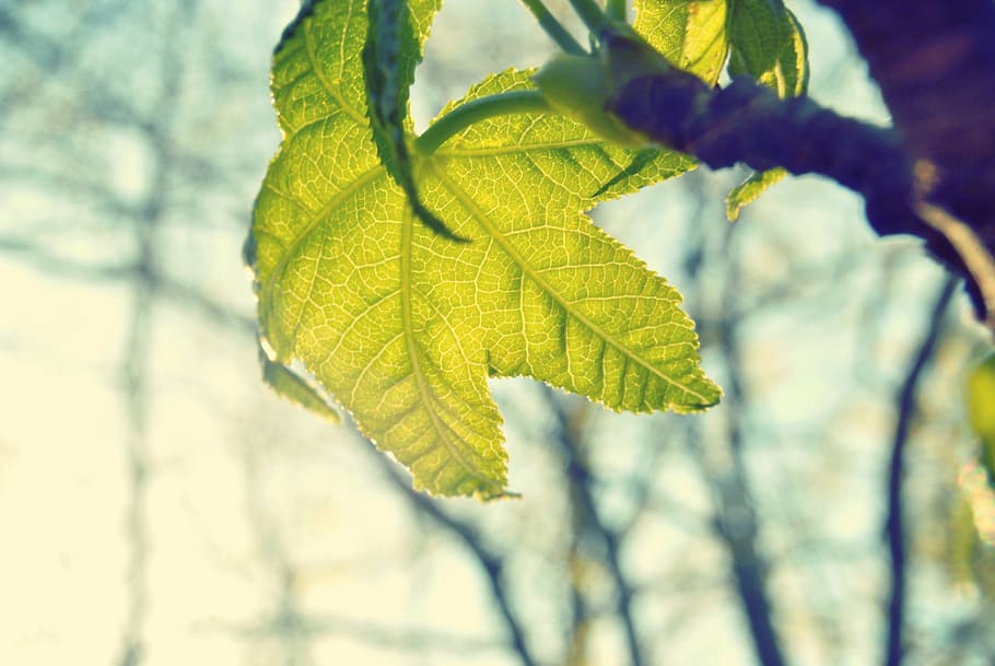 shallow focus photography of green leaf, maple, plan, leaves HD wallpaper