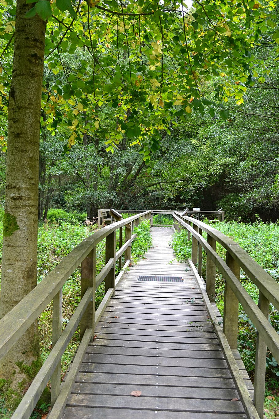 web, biotope, tree, moor, forest, autumn, railing, bridge, autumn mood HD wallpaper