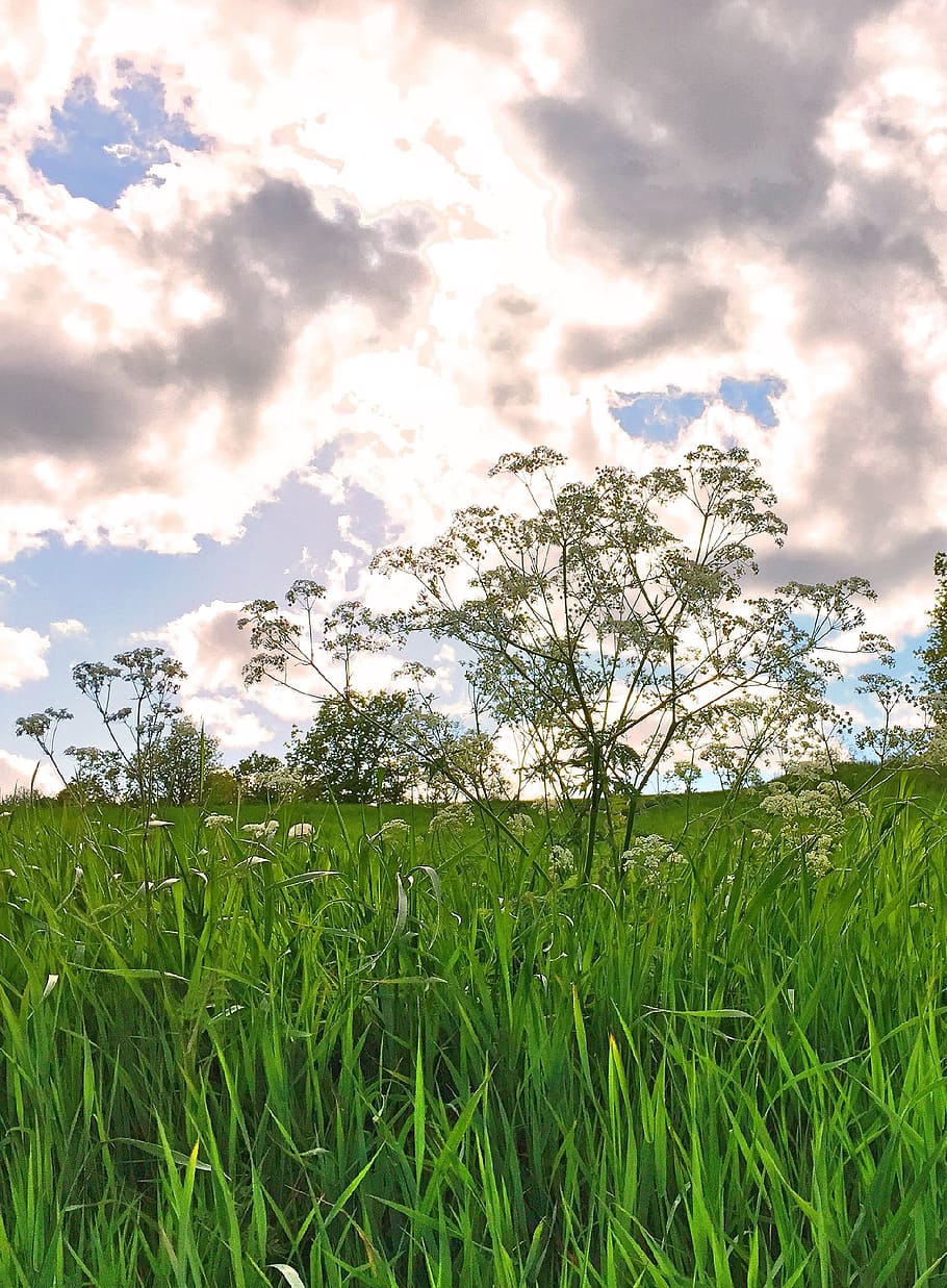 nature, cloud, summer, weather, beautifully, bed, hundkex, grass HD wallpaper