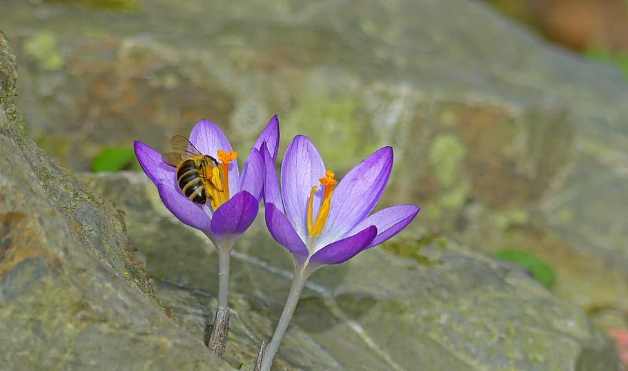 selective focus of purple flowers, crocus, spring, bee, insect HD wallpaper