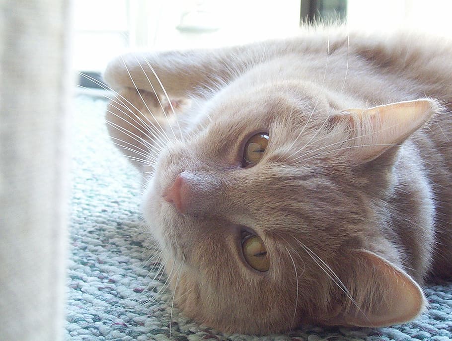 cat, lying, pet, animal, mammal, furry, domestic, wild, looking HD wallpaper