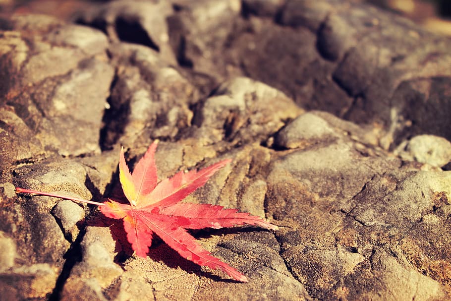 Maple leaf on brown rock, nature, autumn, dry, close-up, red HD wallpaper