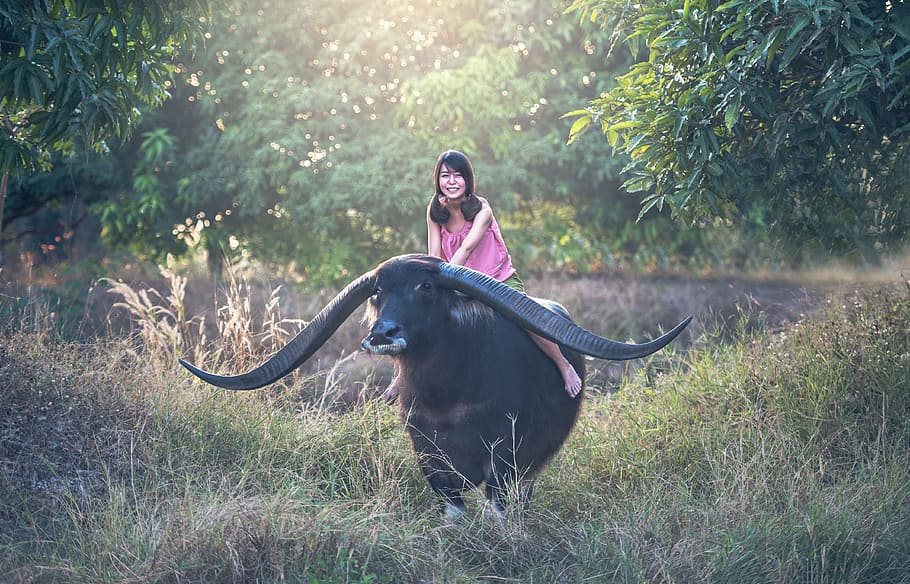 woman wearing pink sleeveless top riding water buffalo, girl