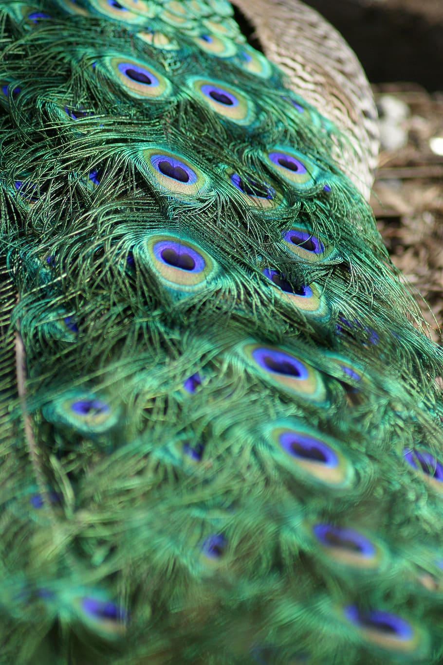 peacock, tail, tail feathers, bird, elegance, colorful, green HD wallpaper
