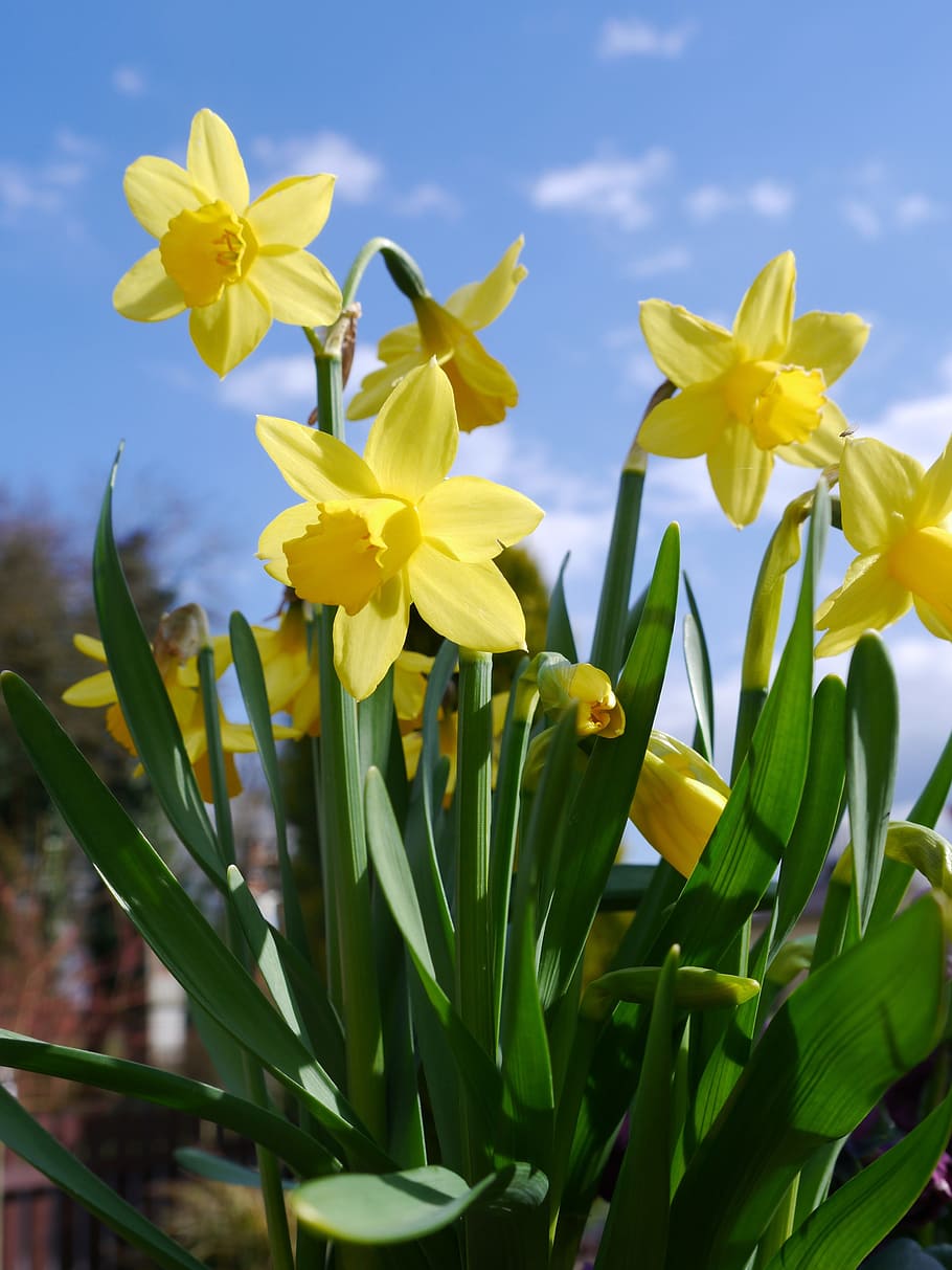 Daffodils, Yellow, Flower, osterglocken, garden spring, easter, HD wallpaper