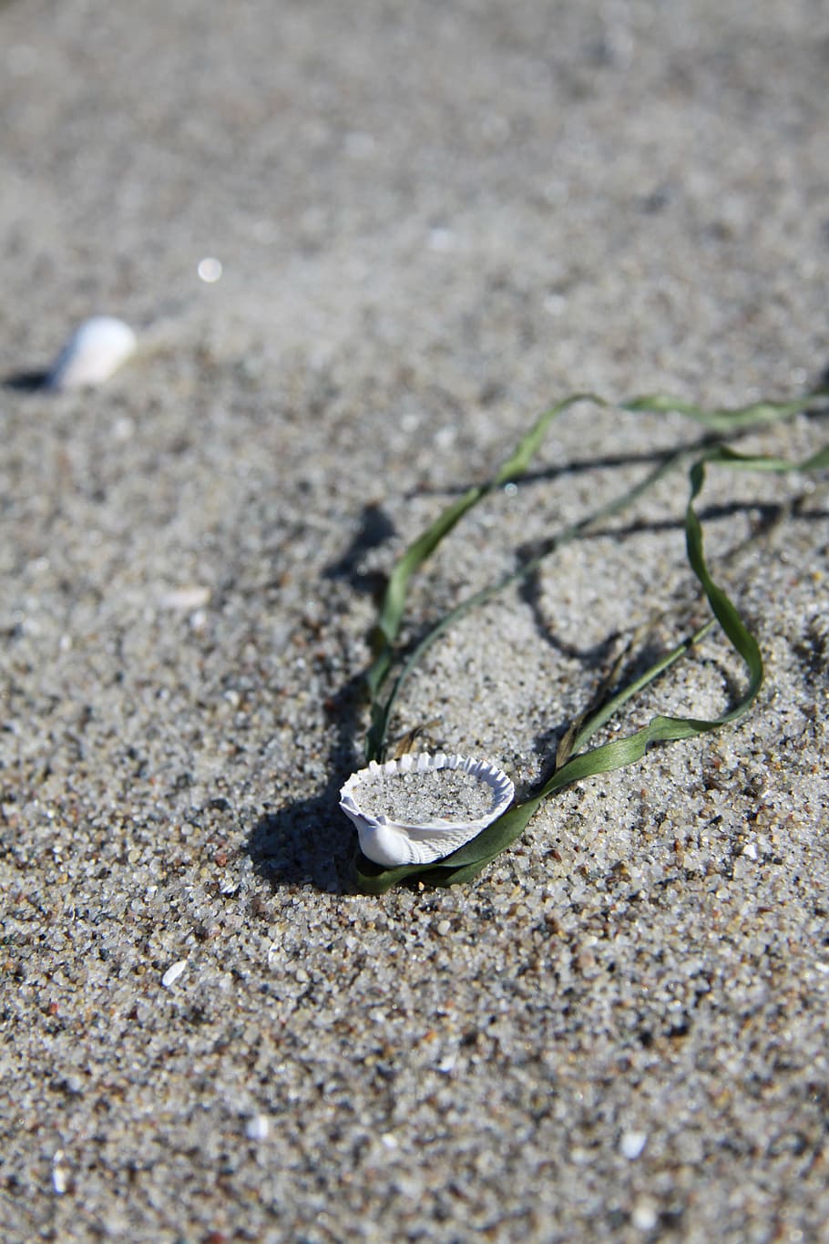 beach, sand, baltic sea, shell, tang, detail, holiday, nature HD wallpaper