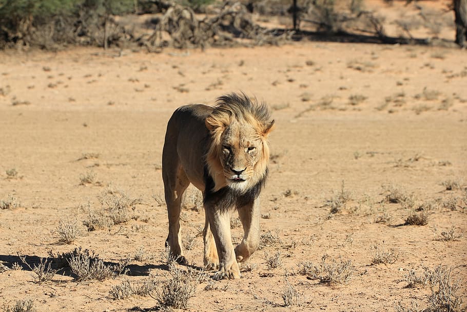brown lion walking on the sad with grass, desert, botswana HD wallpaper