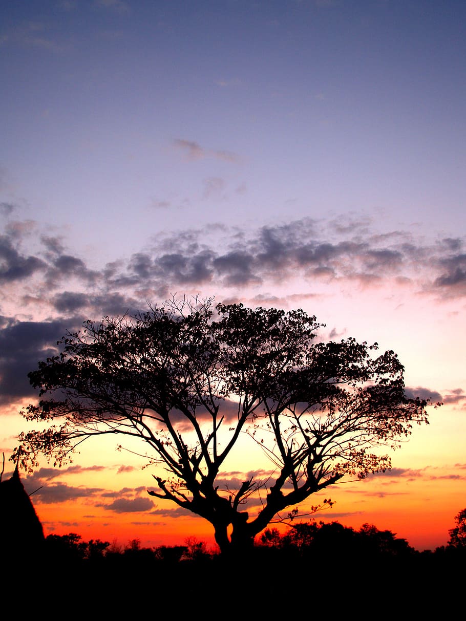 tree, tree isolated, tree branch, tree silhouette black, forest silhouette HD wallpaper