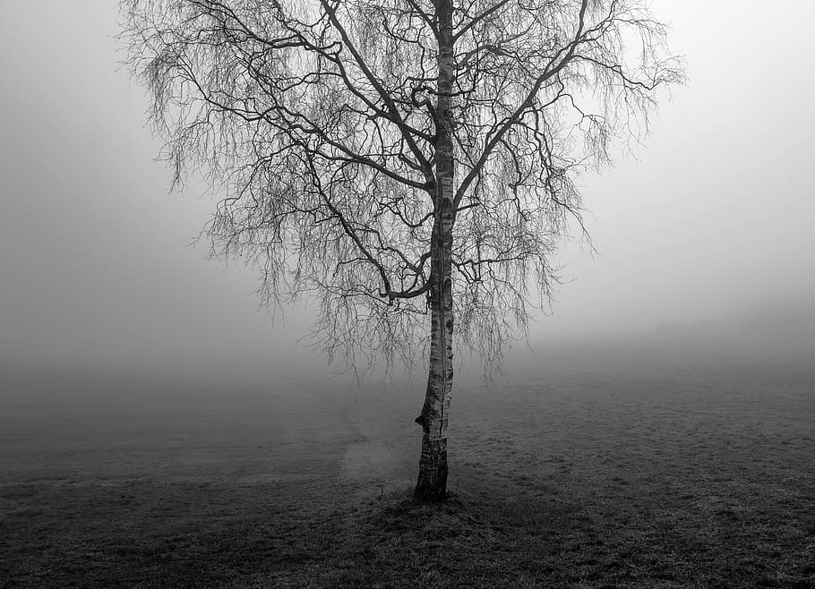 tree, plant, branch, nature, grass, black and white, fog, bare tree HD wallpaper