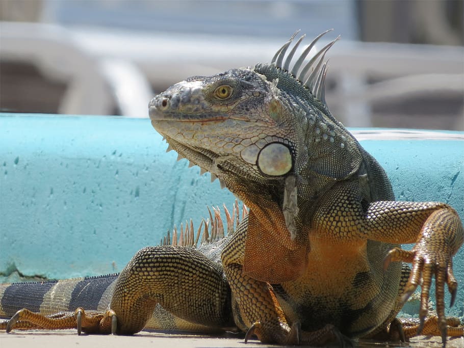 iguana, florida, keys, animal, animal themes, reptile, vertebrate HD wallpaper