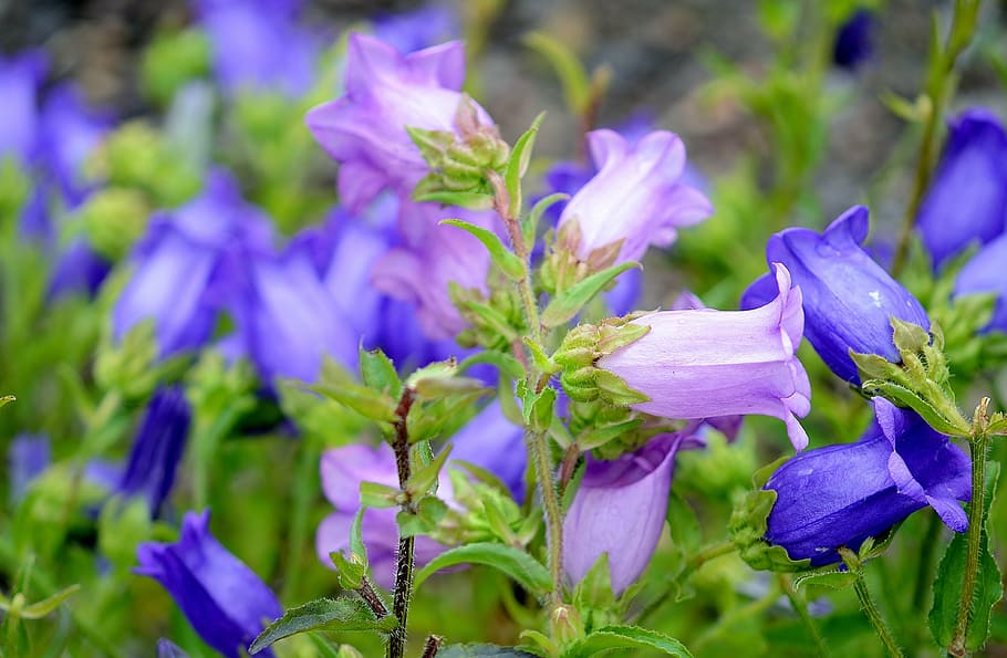 purple and blue flower bloom, harebells, nature, macro, red HD wallpaper