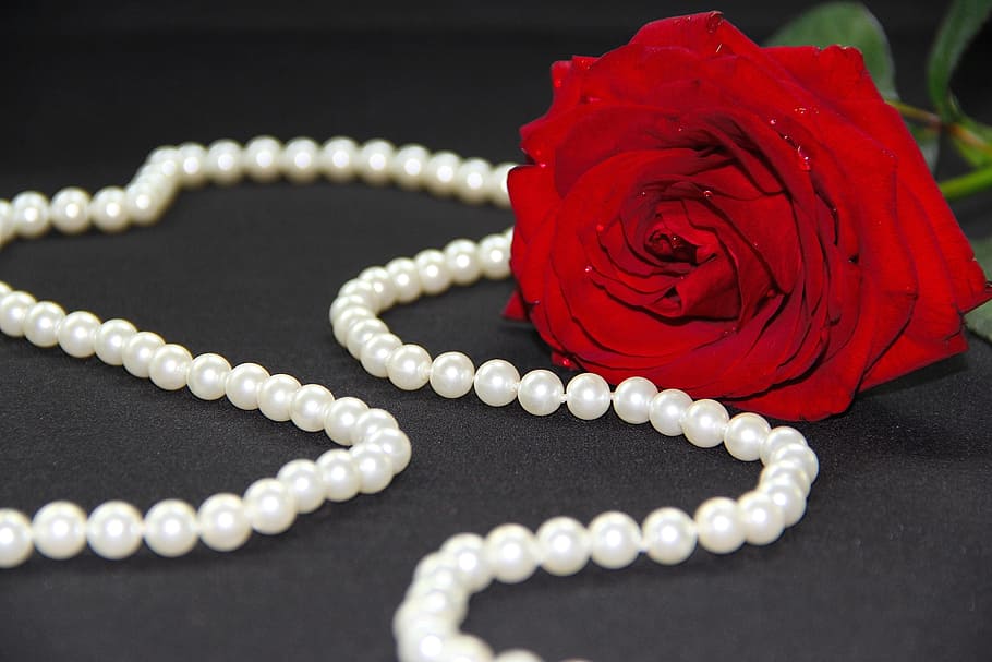 red rose near beaded necklace, flower, pearl, luxurious, jewelry