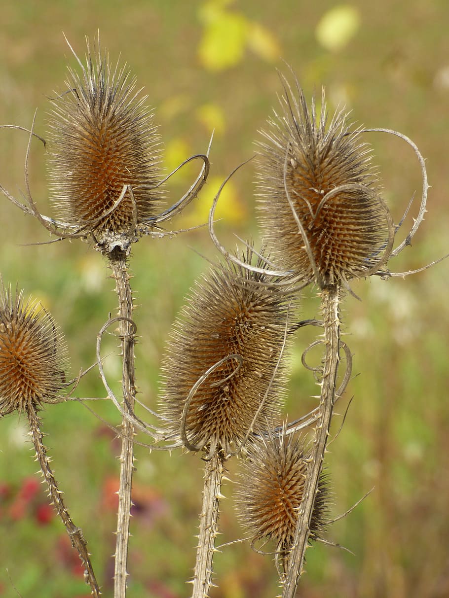nature, thistles, close, spiny, prickly, flora, plant, focus on foreground HD wallpaper