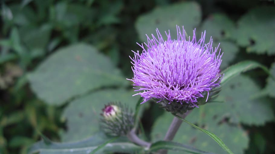 flower, purple, summer, flowering plant, freshness, beauty in nature HD wallpaper