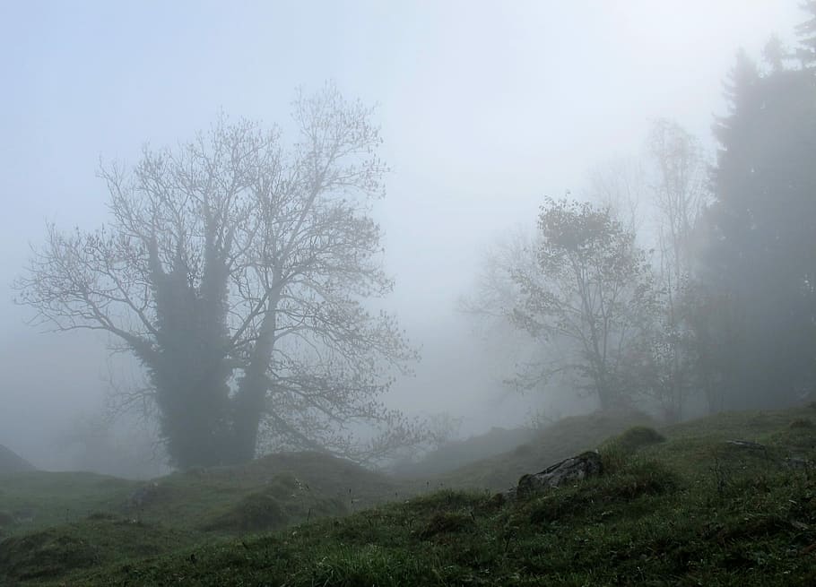Trees, Mystical, Fog, autumn, foggy, gespenstig, nature, landscape, HD wallpaper