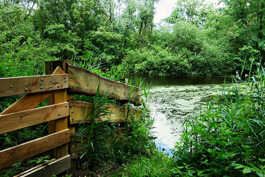 Pond, Pool, Lush, Nature, park, green, tranquil, peaceful, scenic HD wallpaper