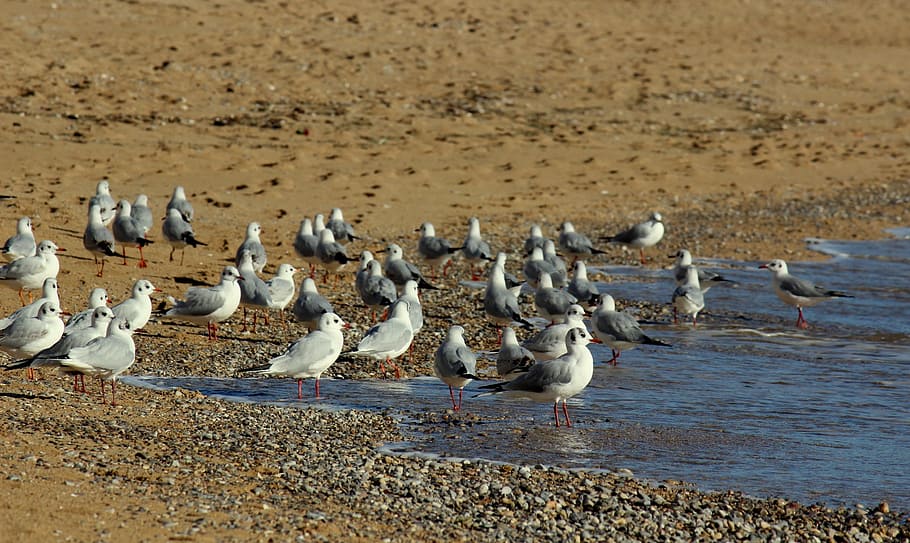 seagulls, beach, bird, feathers, sand, nature, animal, animal themes HD wallpaper