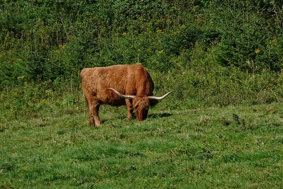 oxen, grazing, cattle, livestock, brown, mammal, animal, animal themes