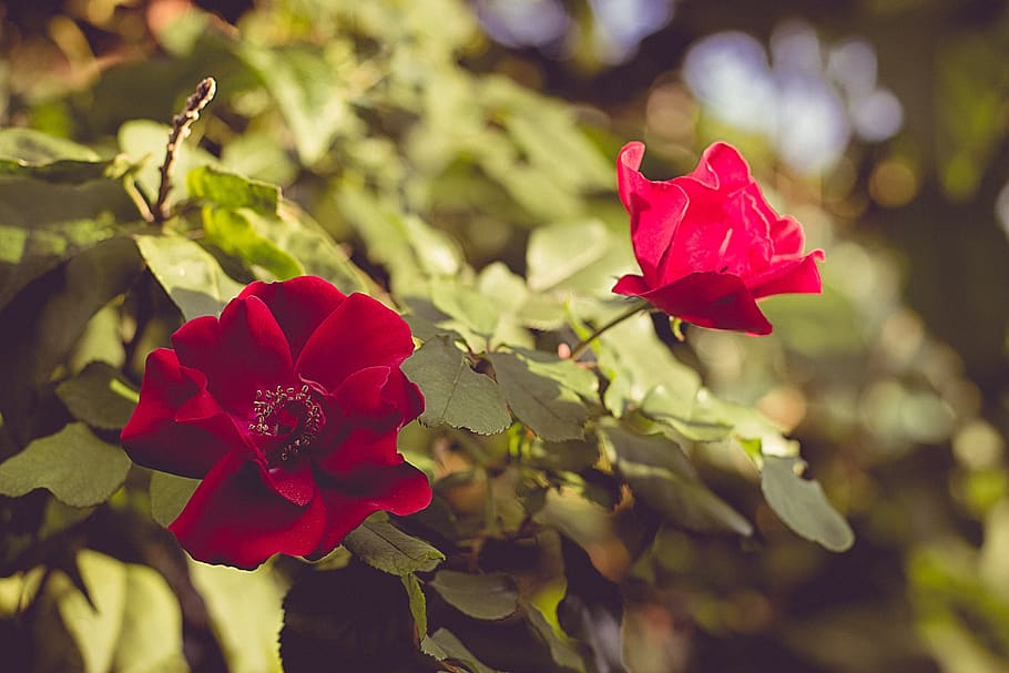 flower, red roses, beauty in nature, plant, flowering plant HD wallpaper