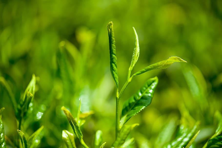 green leaf, tea, green tea, green color, growth, plant, beauty in nature HD wallpaper