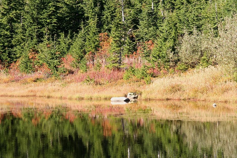 fall colors, fall leaves, reflection, foliage, nature, tree HD wallpaper